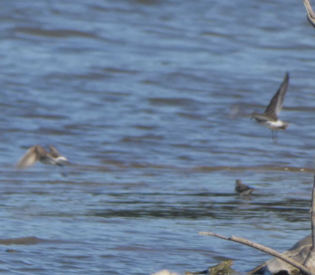 White-rumped Sandpiper - ML608534470