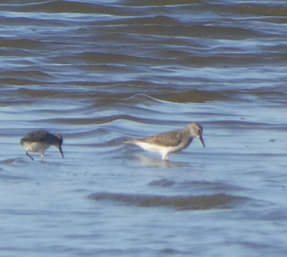 White-rumped Sandpiper - ML608534471