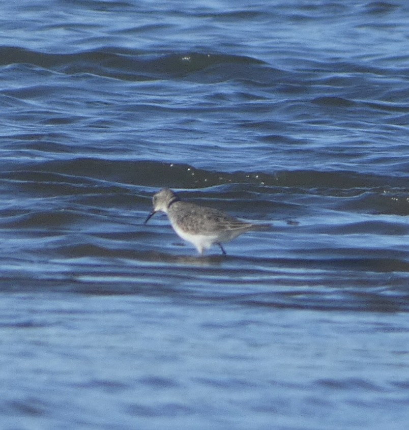 White-rumped Sandpiper - ML608534472