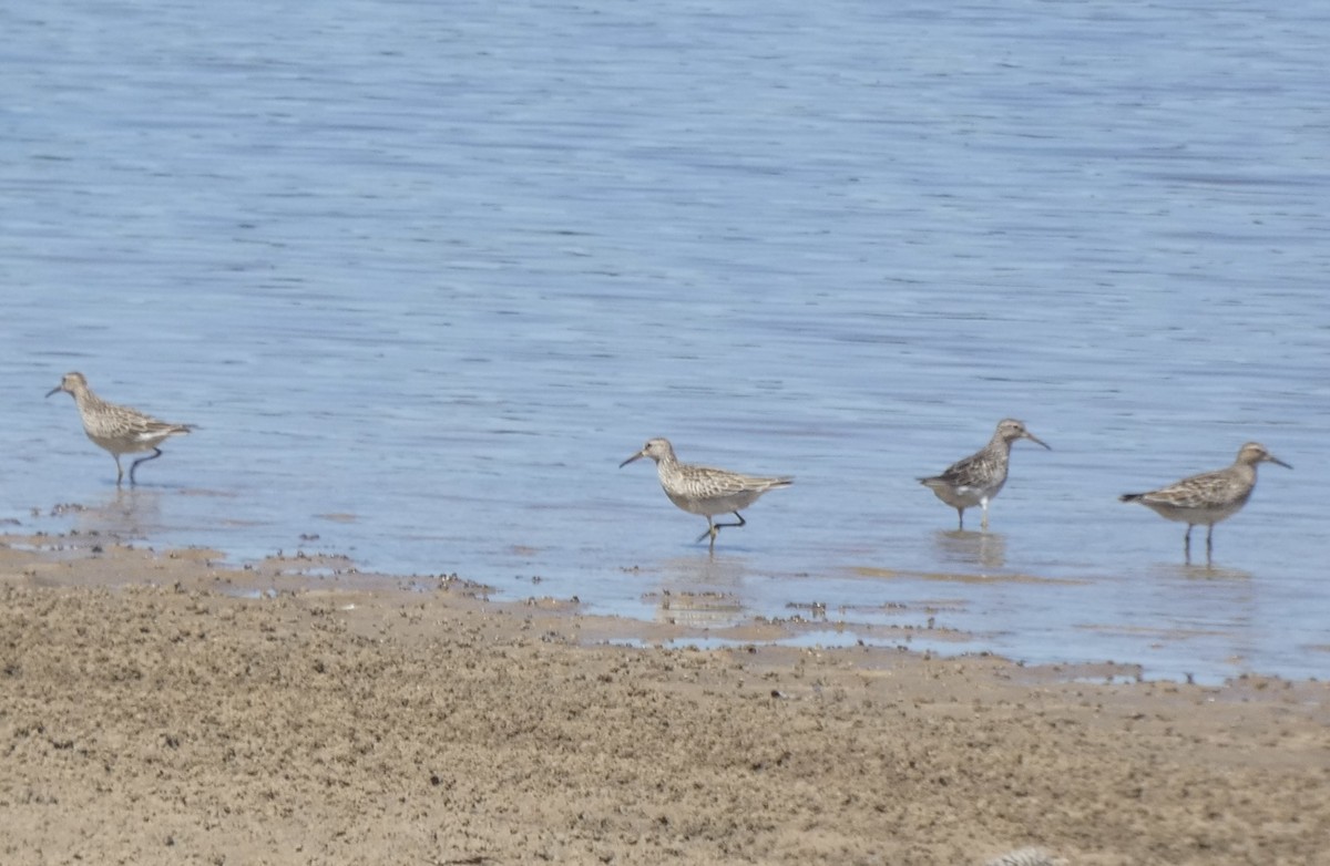 Pectoral Sandpiper - ML608534516