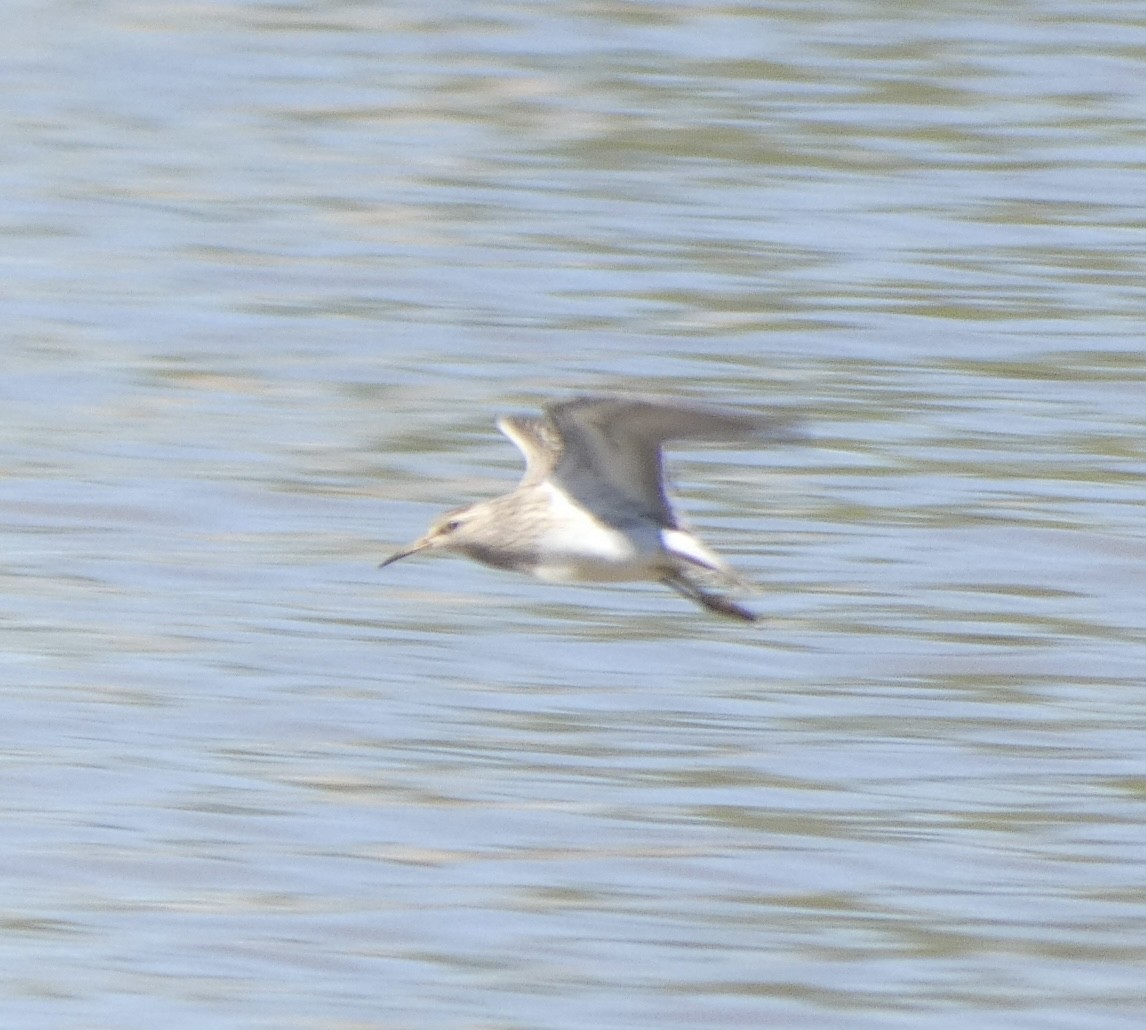 Pectoral Sandpiper - ML608534517