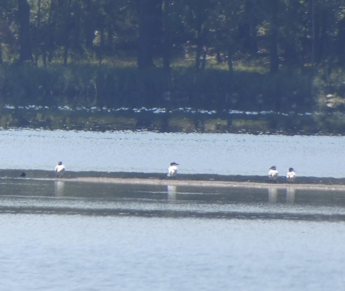 Caspian Tern - ML608534530