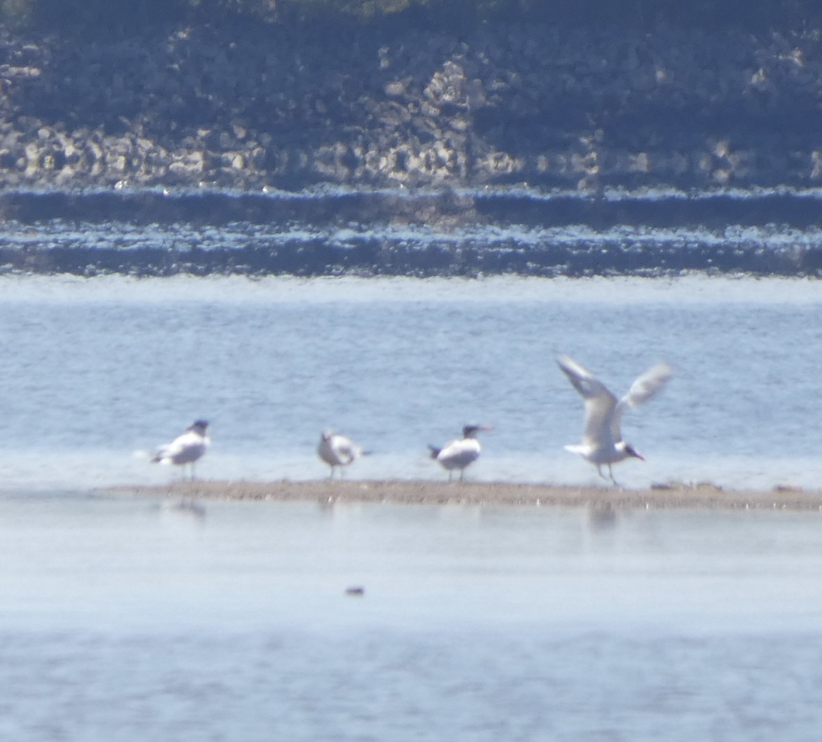 Caspian Tern - ML608534531