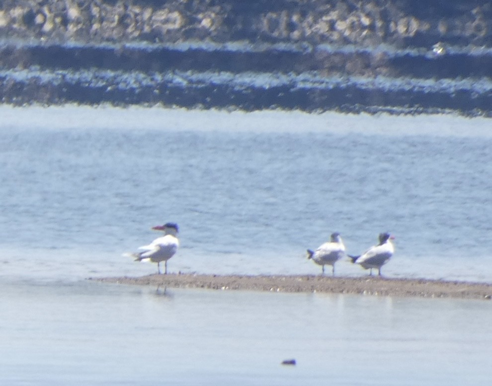 Caspian Tern - ML608534532