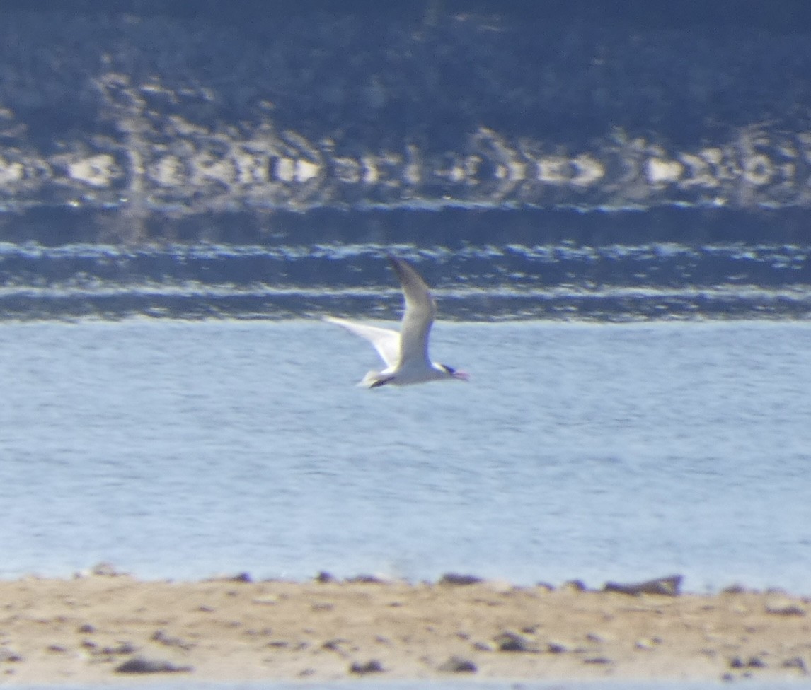 Caspian Tern - ML608534533