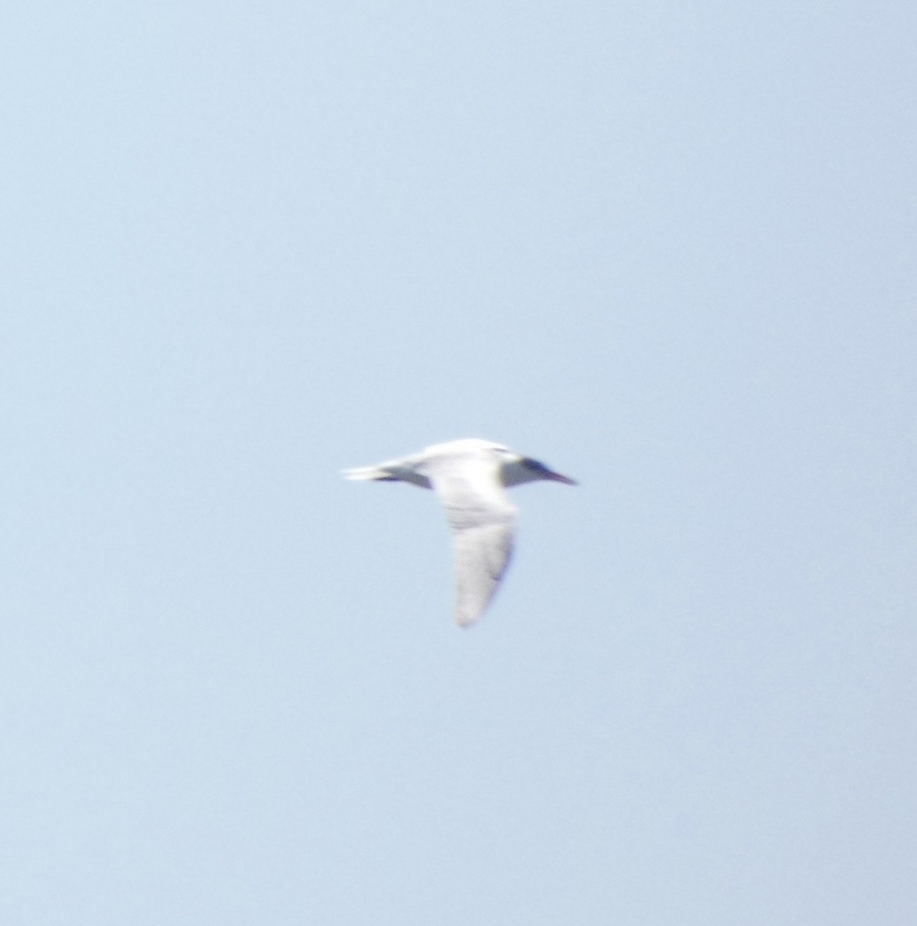 Caspian Tern - ML608534534