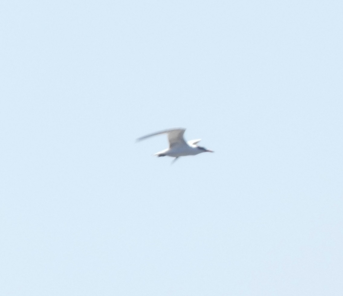 Caspian Tern - ML608534535