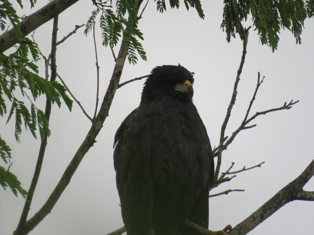 Great Black Hawk - ML608534536