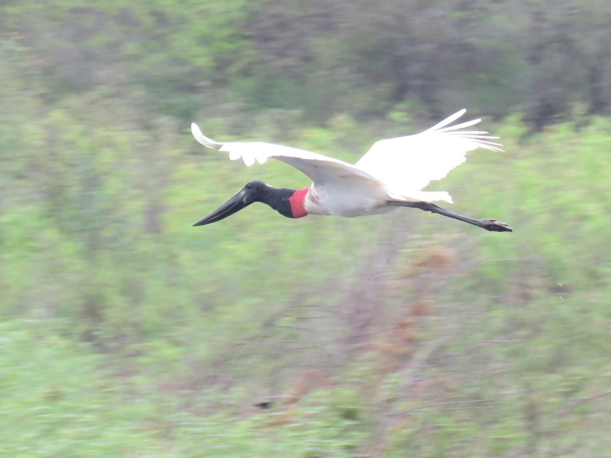 Jabiru d'Amérique - ML608534548