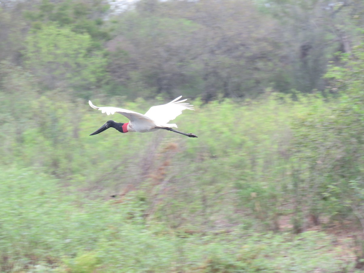 čáp jabiru - ML608534550