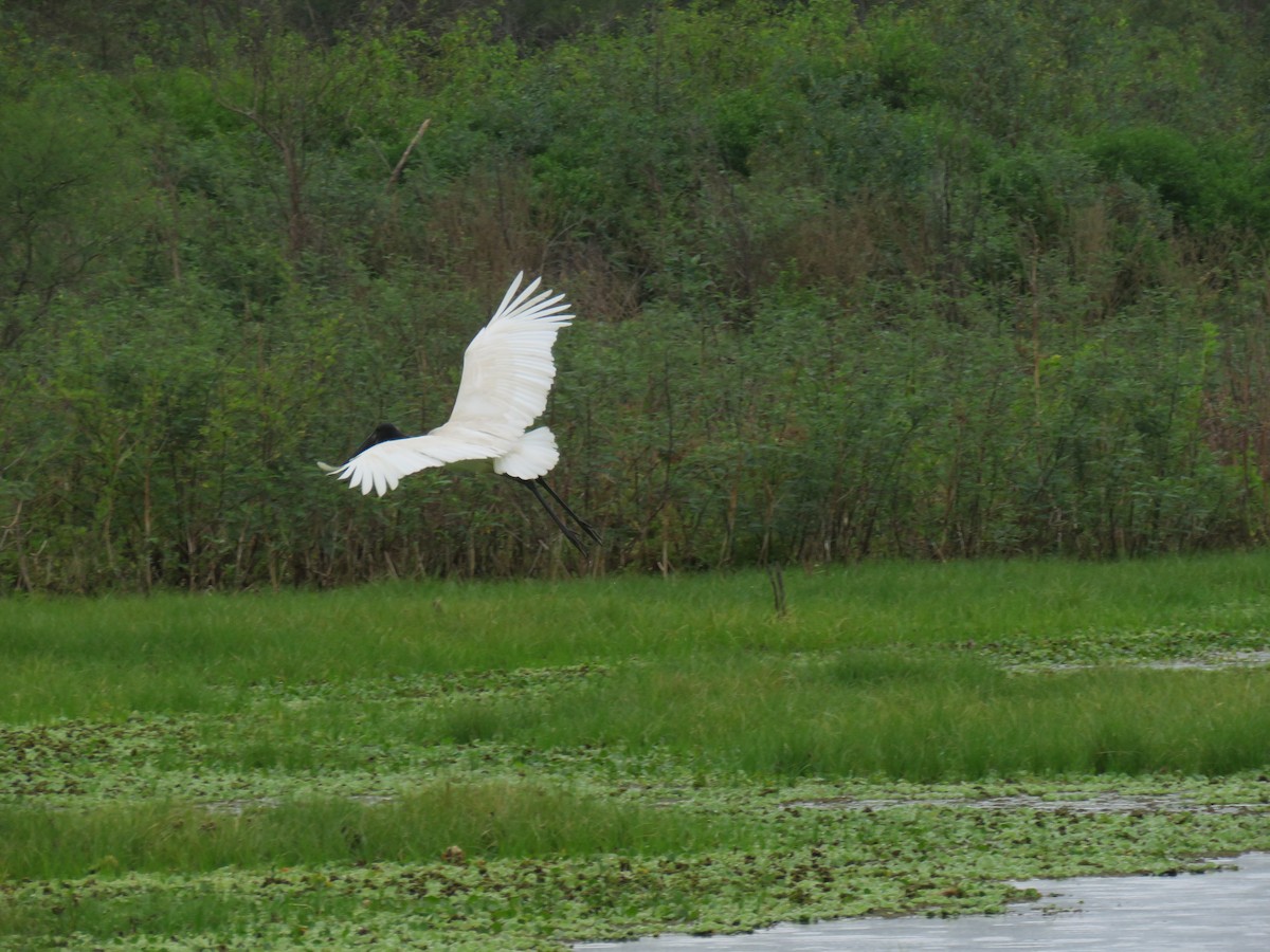 Jabiru d'Amérique - ML608534555