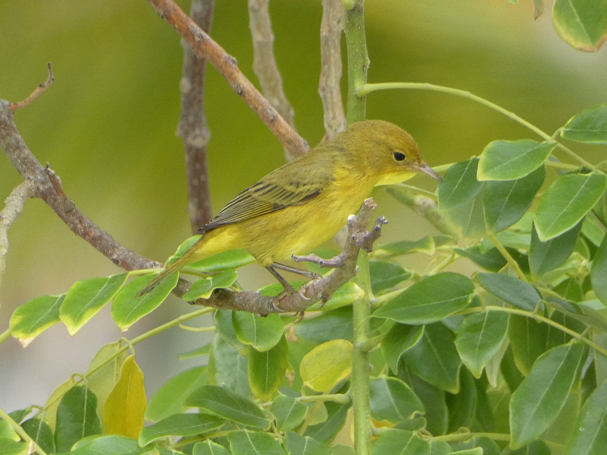 Yellow Warbler - Marieta Manolova