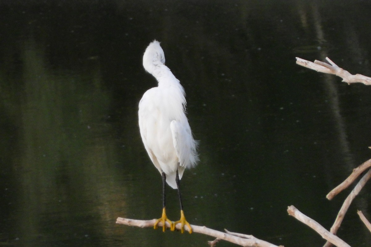 Snowy Egret - ML608534713