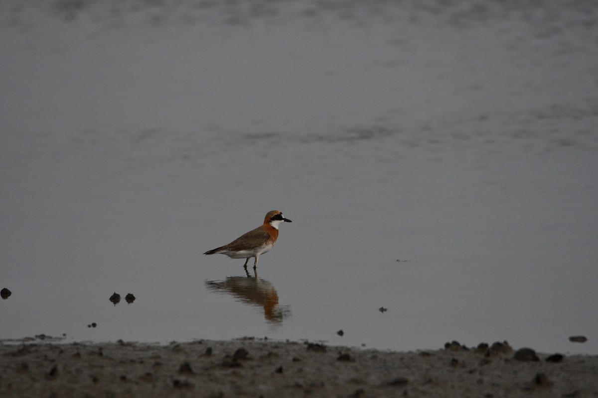 Siberian/Tibetan Sand-Plover - ML608534988