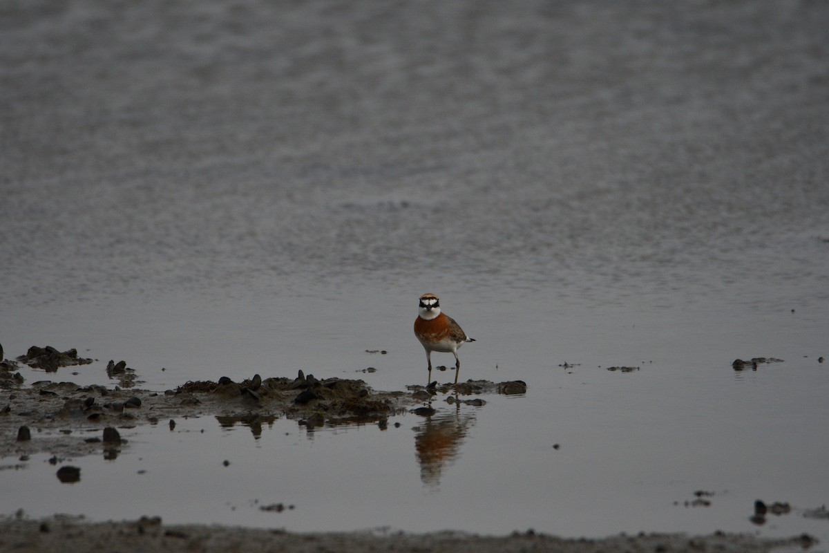 Siberian/Tibetan Sand-Plover - ML608534990