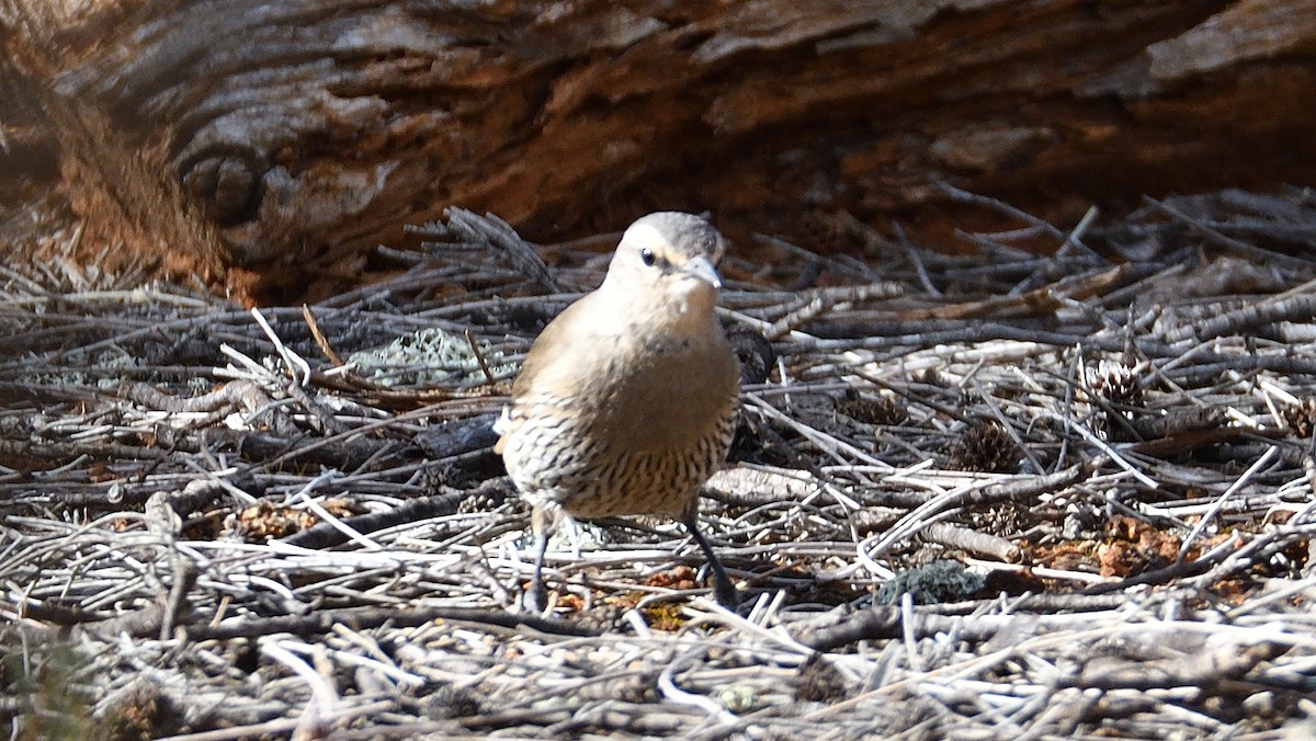 Brown Treecreeper - ML608535014