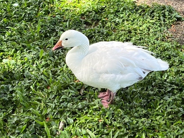 Snow Goose - ML608535096