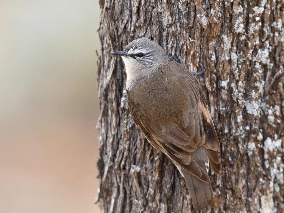 White-browed Treecreeper - ML608535147