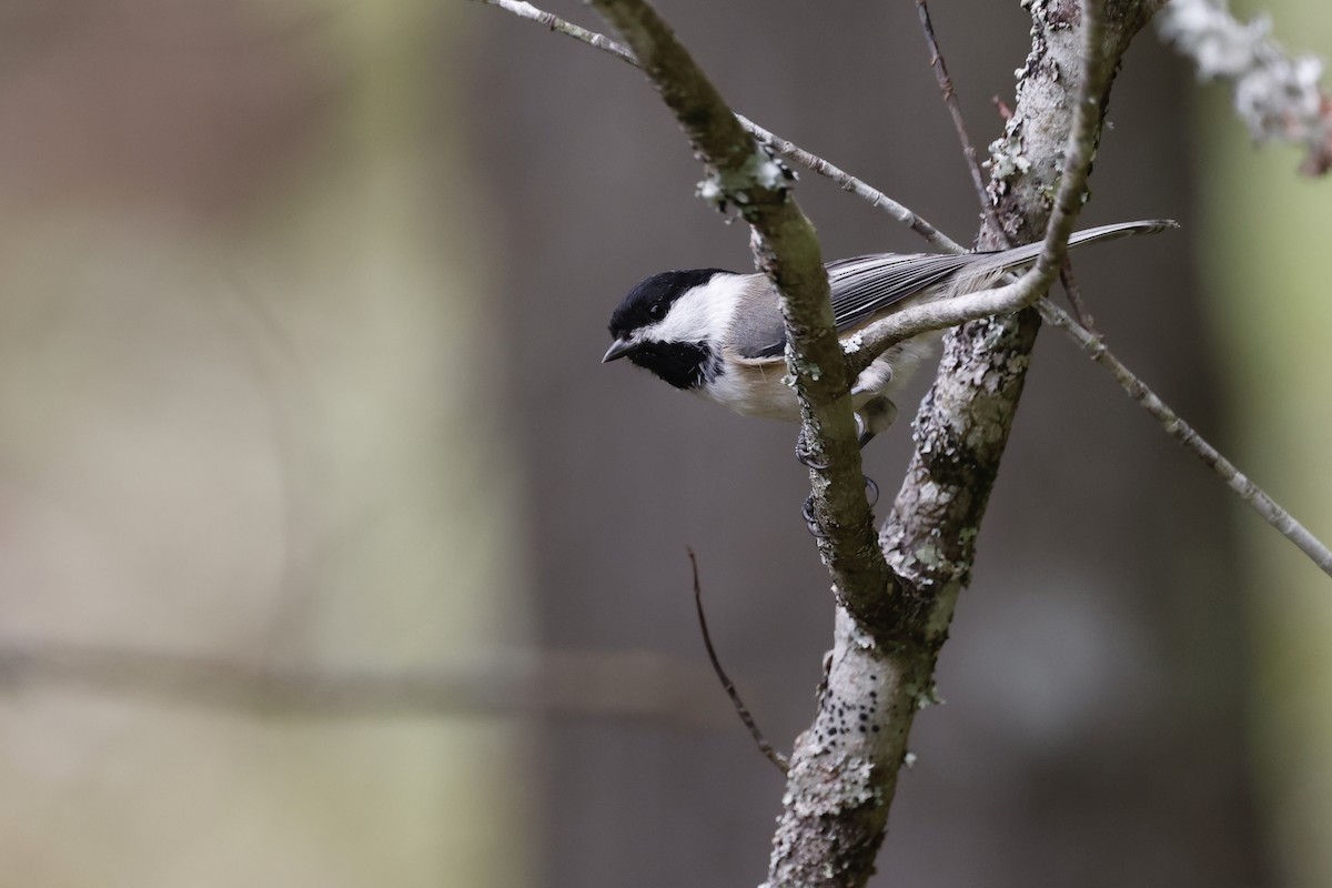 Black-capped Chickadee - ML608535159