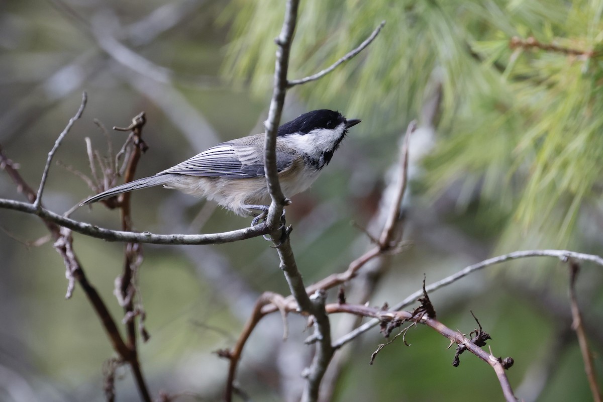 Mésange à tête noire - ML608535160