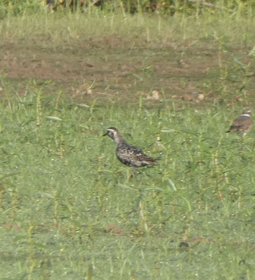 American Golden-Plover - ML608535195