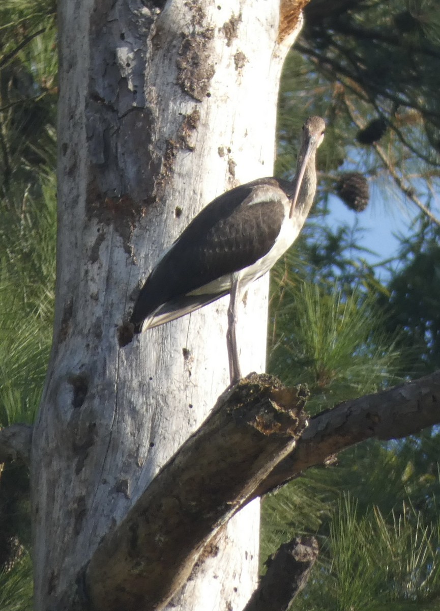 White Ibis - ML608535231