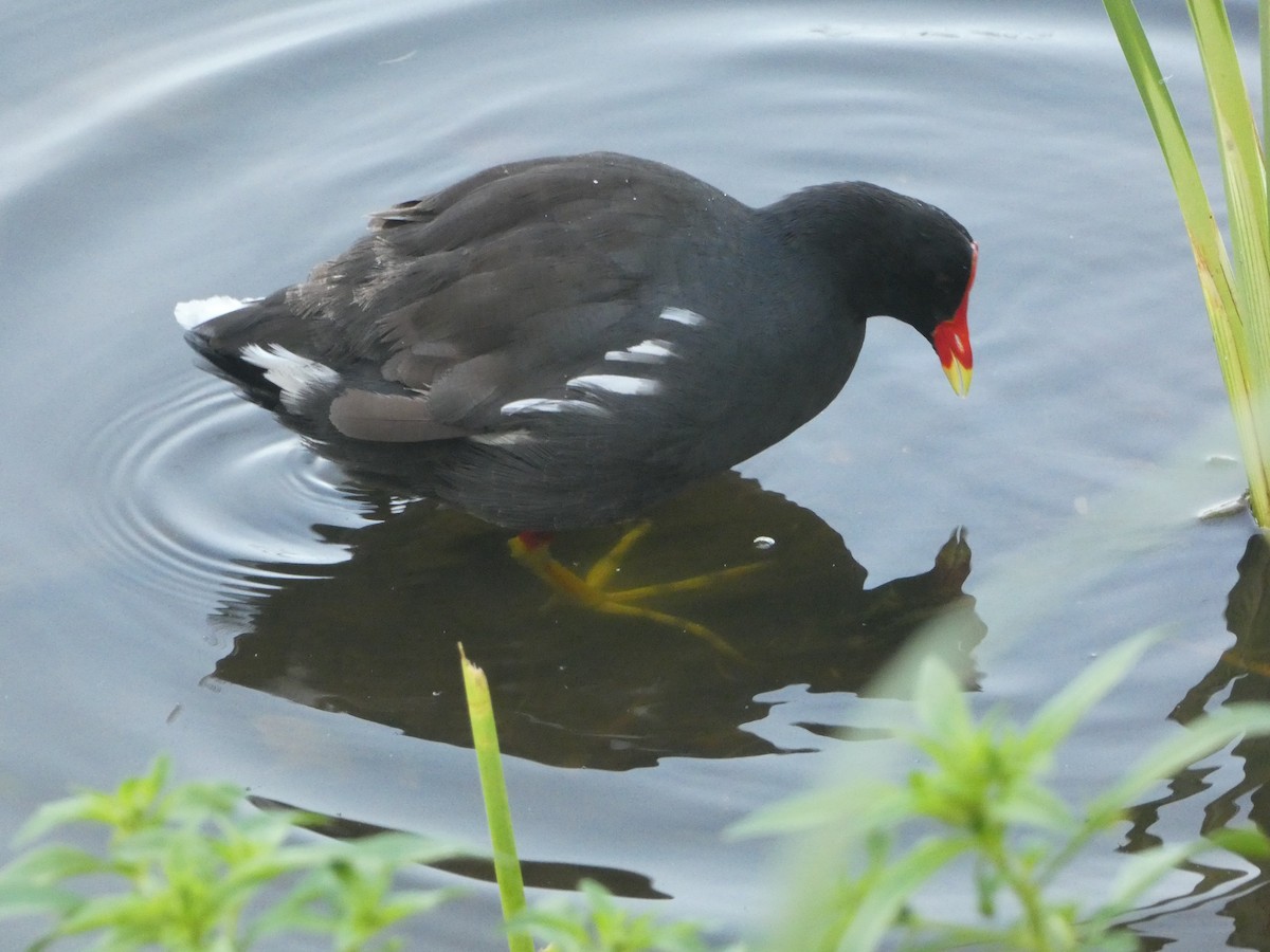 Common Gallinule - Marieta Manolova