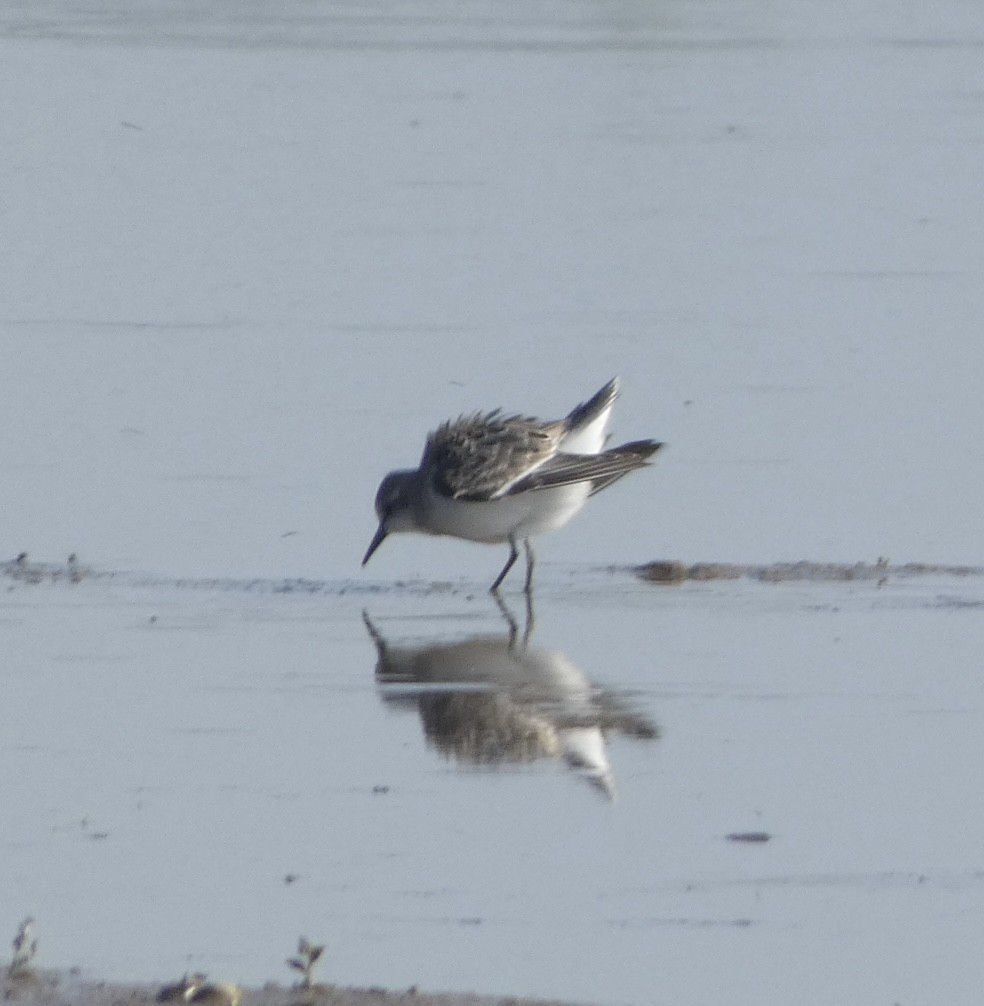 Semipalmated Sandpiper - ML608535253