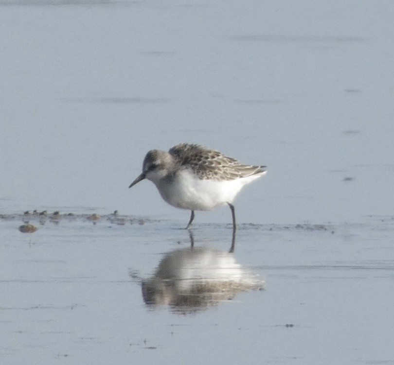 Semipalmated Sandpiper - ML608535254