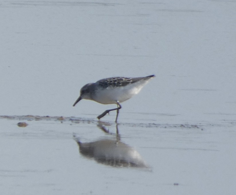 Semipalmated Sandpiper - ML608535255