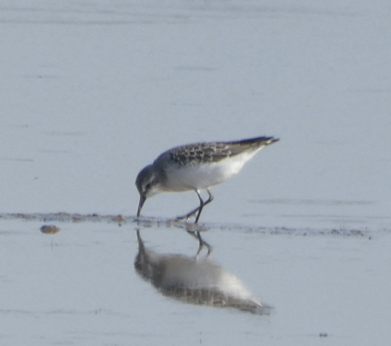 Semipalmated Sandpiper - ML608535256