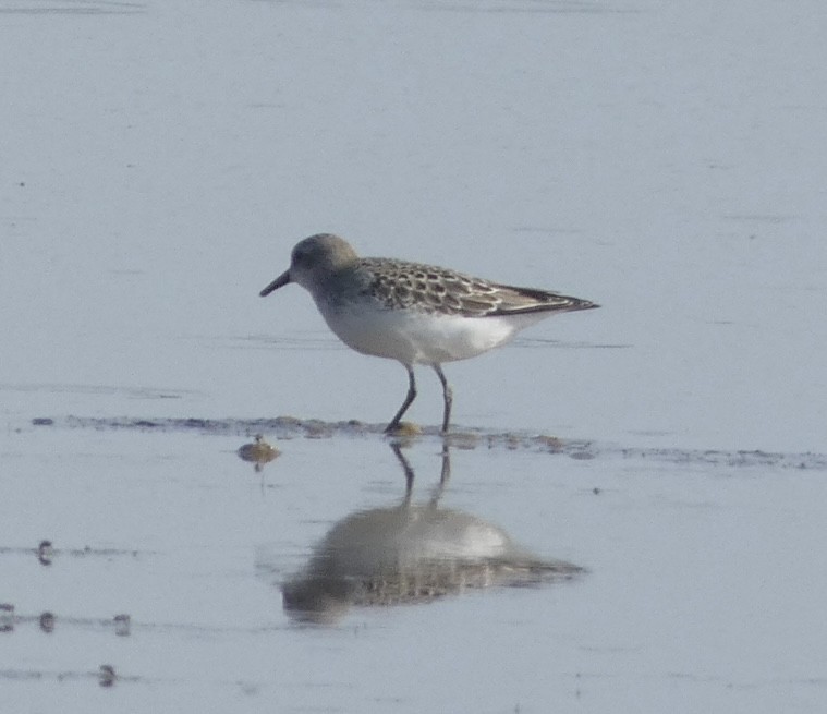 Semipalmated Sandpiper - ML608535257