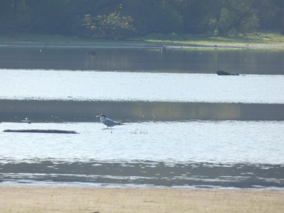 Caspian Tern - ML608535262