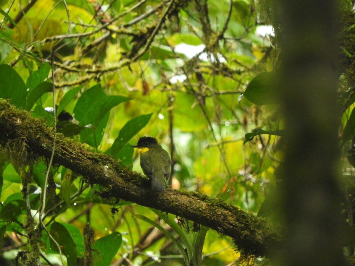 Andean Laniisoma - Agustin Carrasco