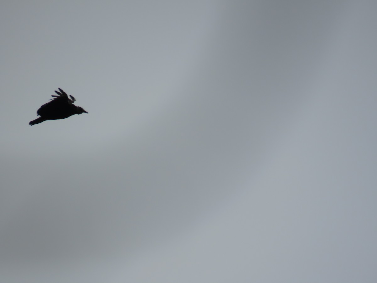 Black Vulture - ML608535359