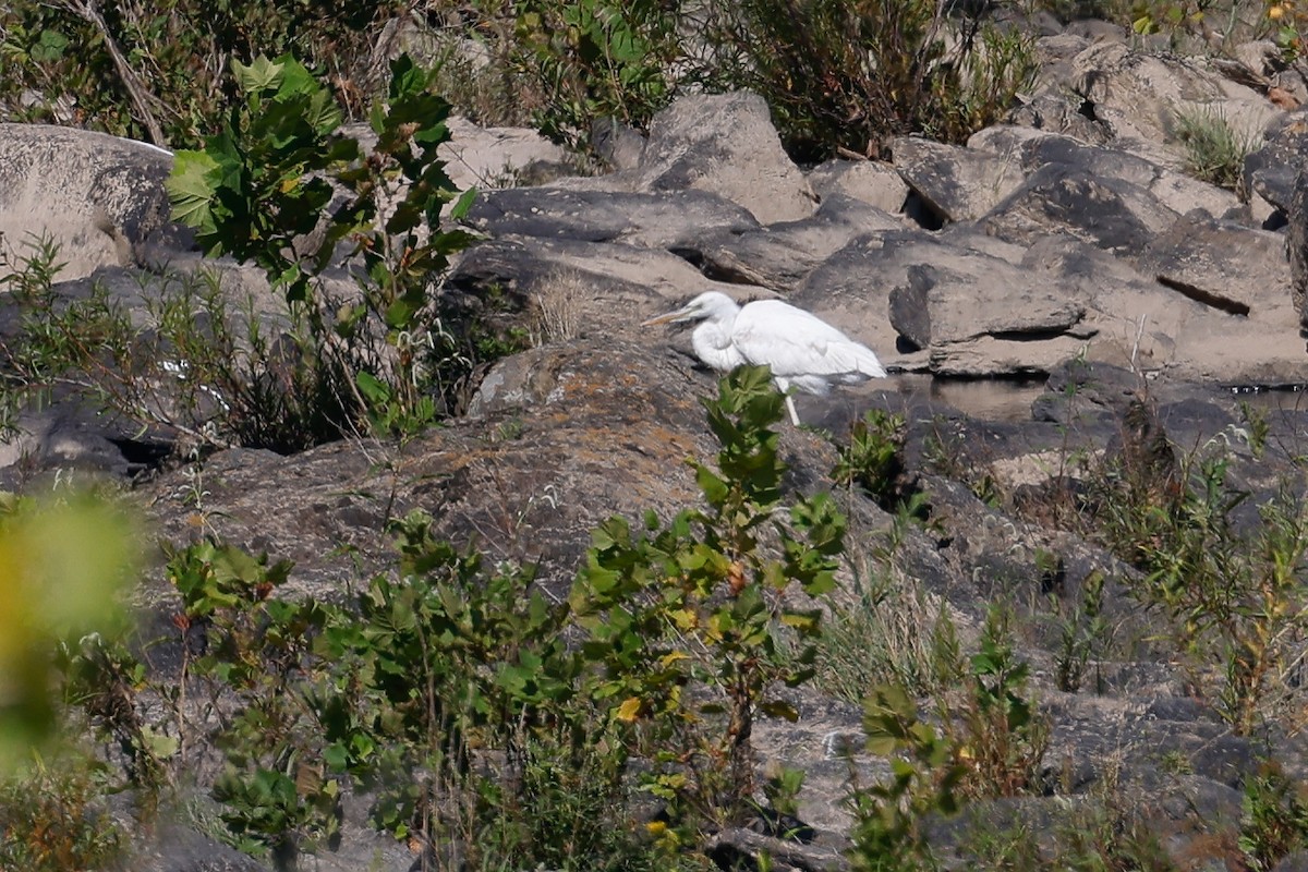 Great Blue Heron (Great White) - ML608535435