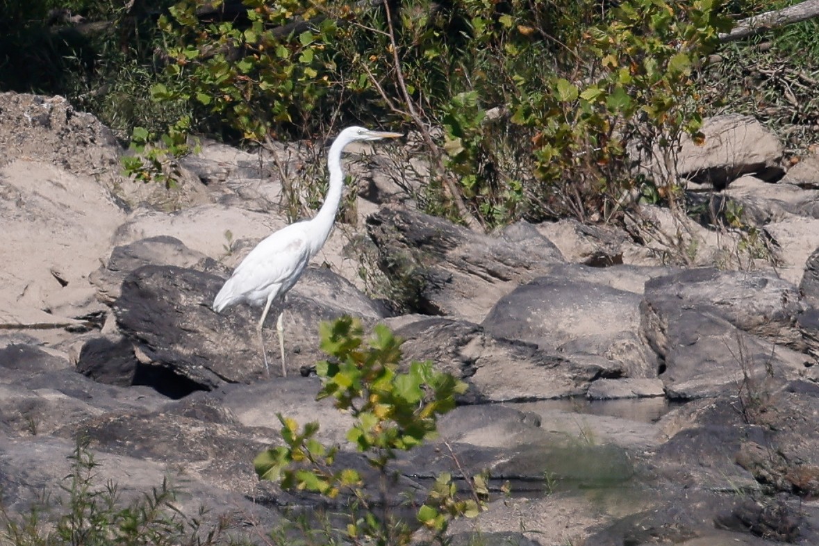 Great Blue Heron (Great White) - ML608535436