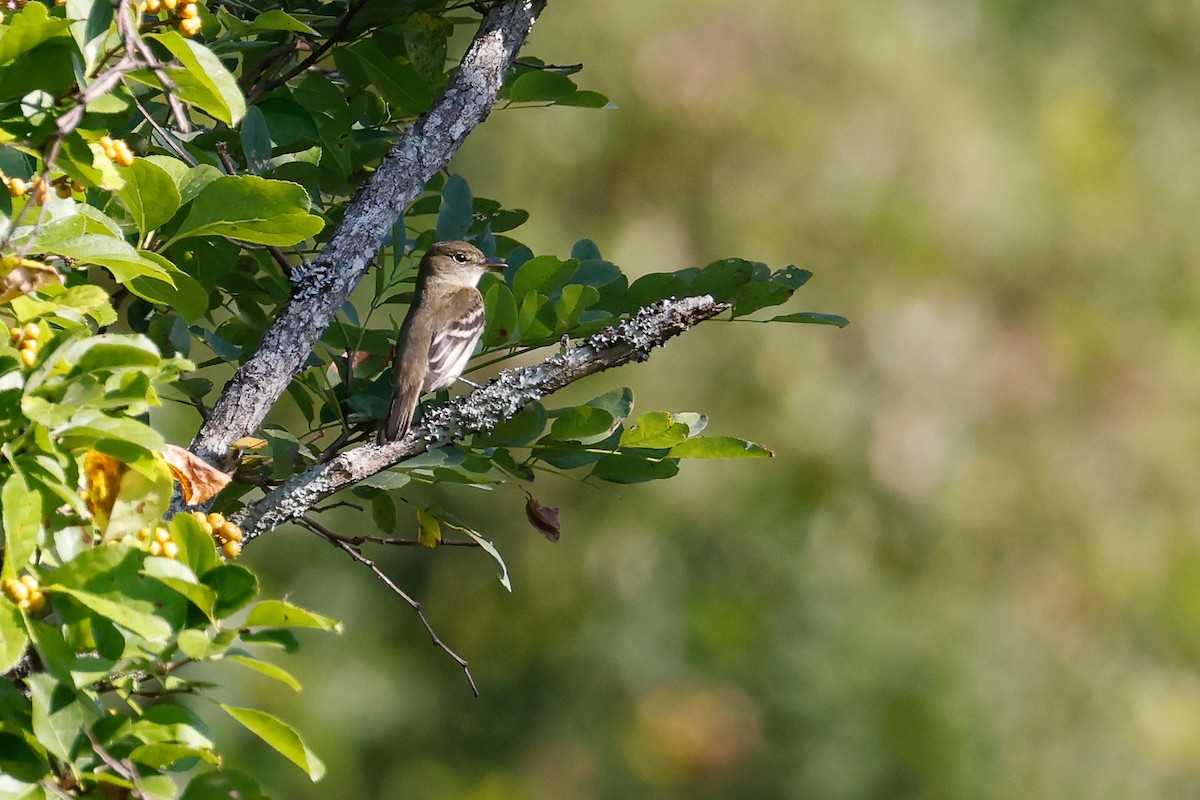Alder/Willow Flycatcher (Traill's Flycatcher) - ML608535445