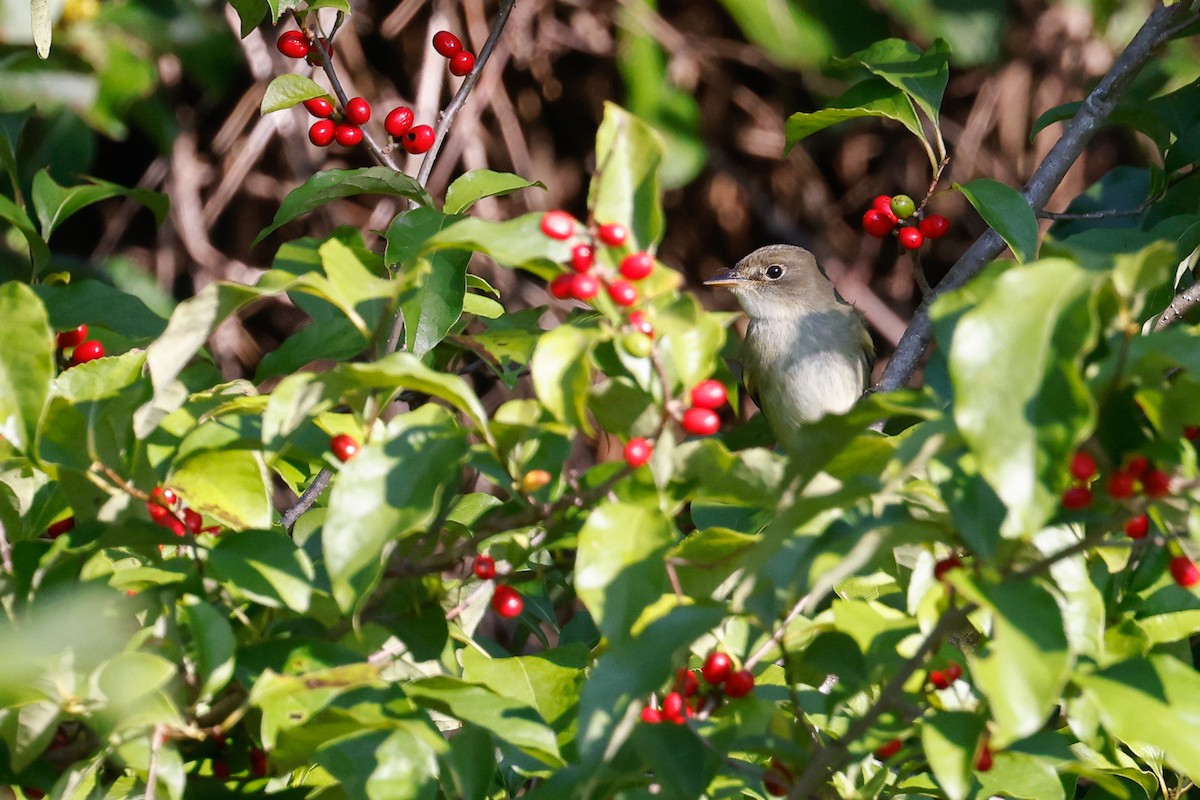 Alder/Willow Flycatcher (Traill's Flycatcher) - ML608535446
