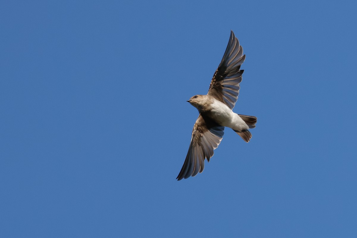 Northern Rough-winged Swallow - ML608535449