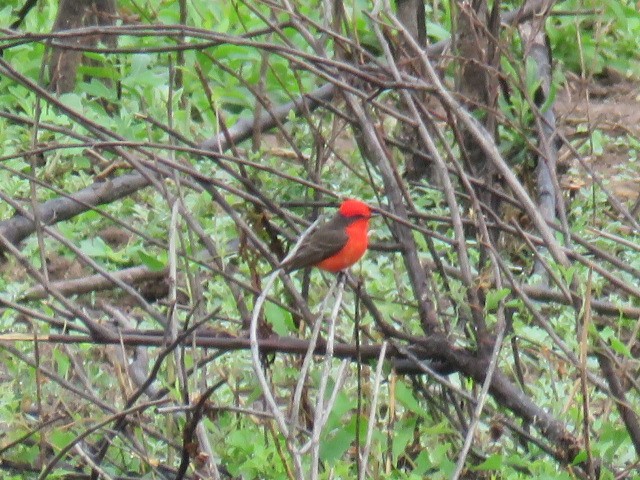 Vermilion Flycatcher - Miguel  C