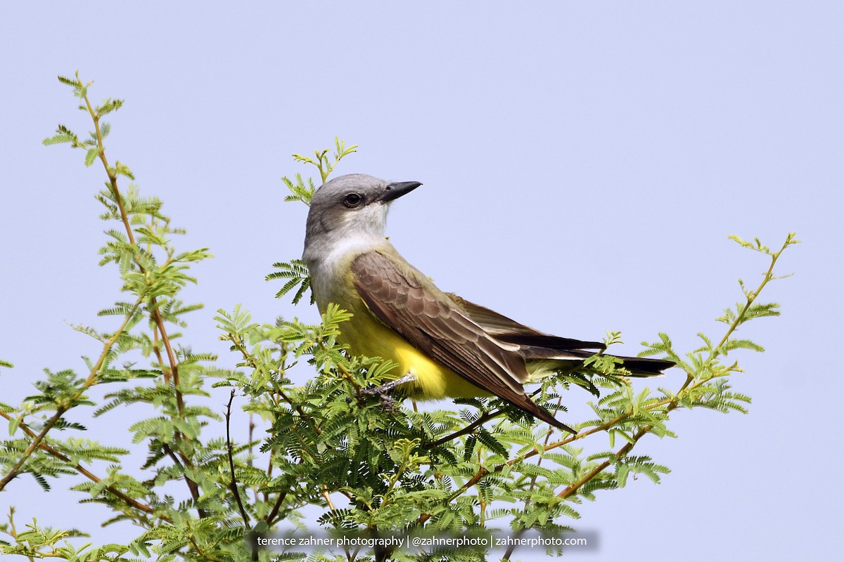 Western Kingbird - ML60853561