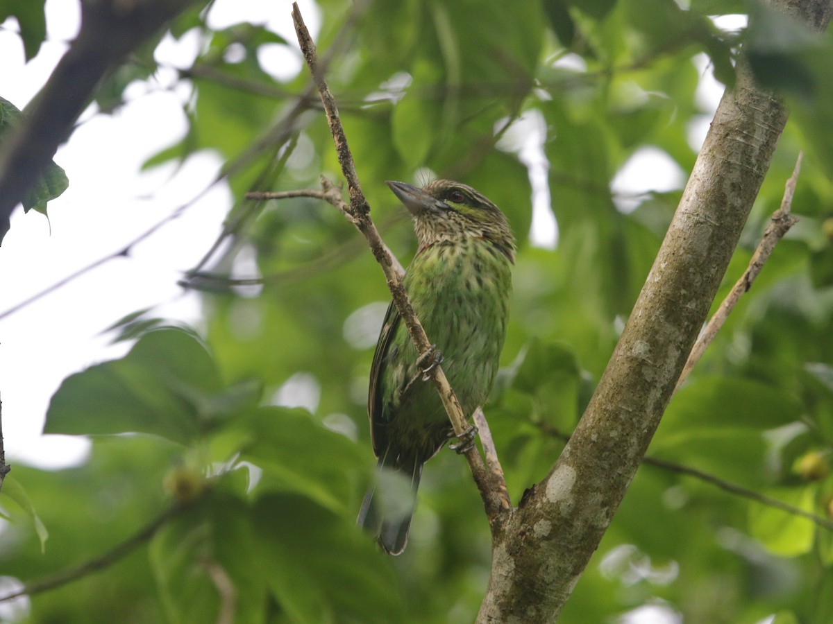 Yeşil Kulaklı Barbet - ML608535672