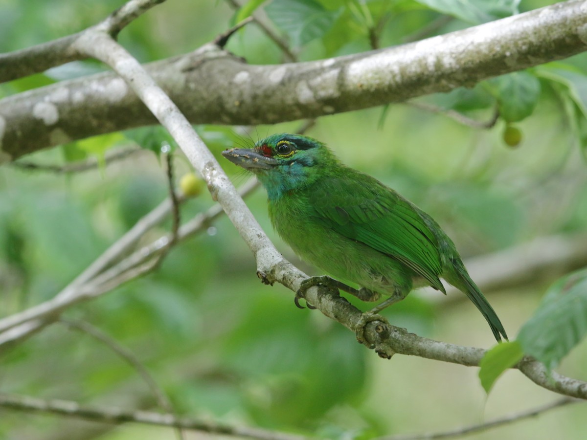 Sürmeli Barbet - ML608535674