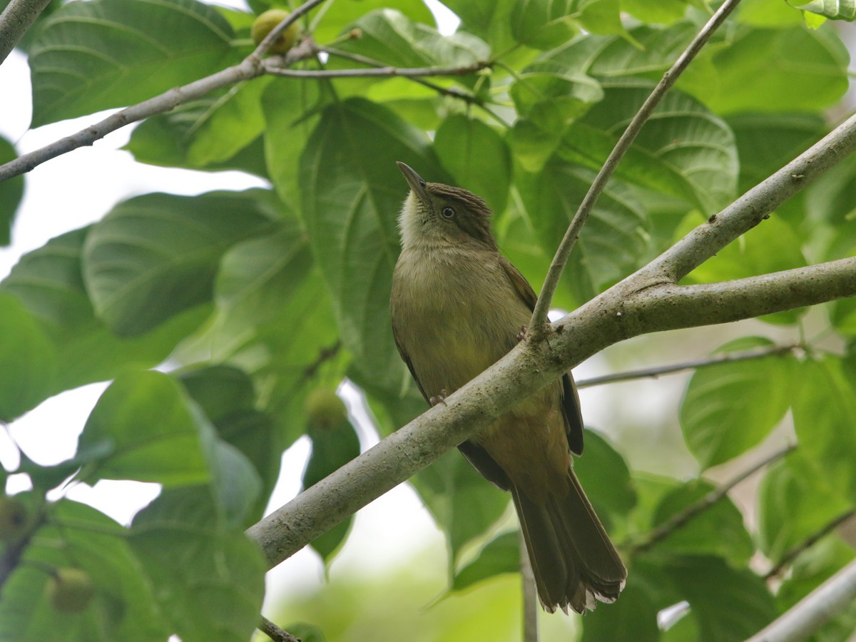 Bulbul Verdoso - ML608535679