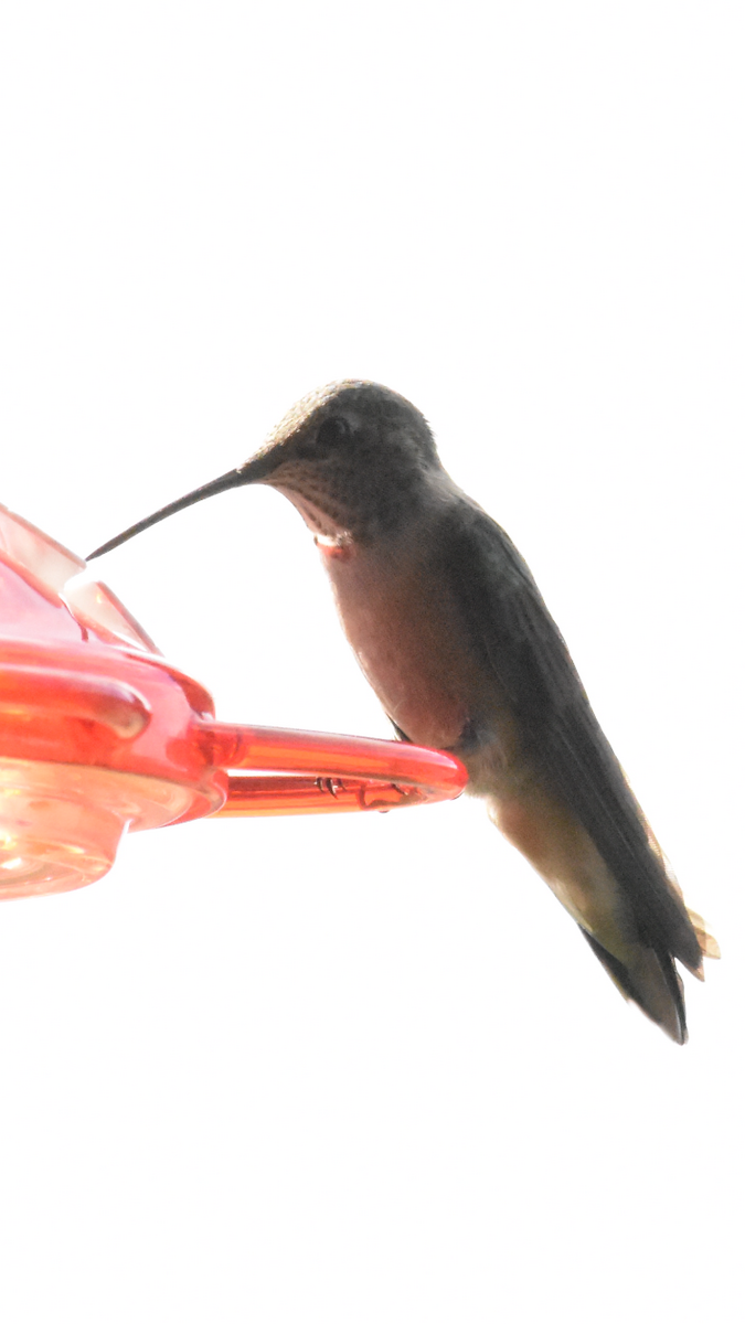 Broad-tailed Hummingbird - ML608535689