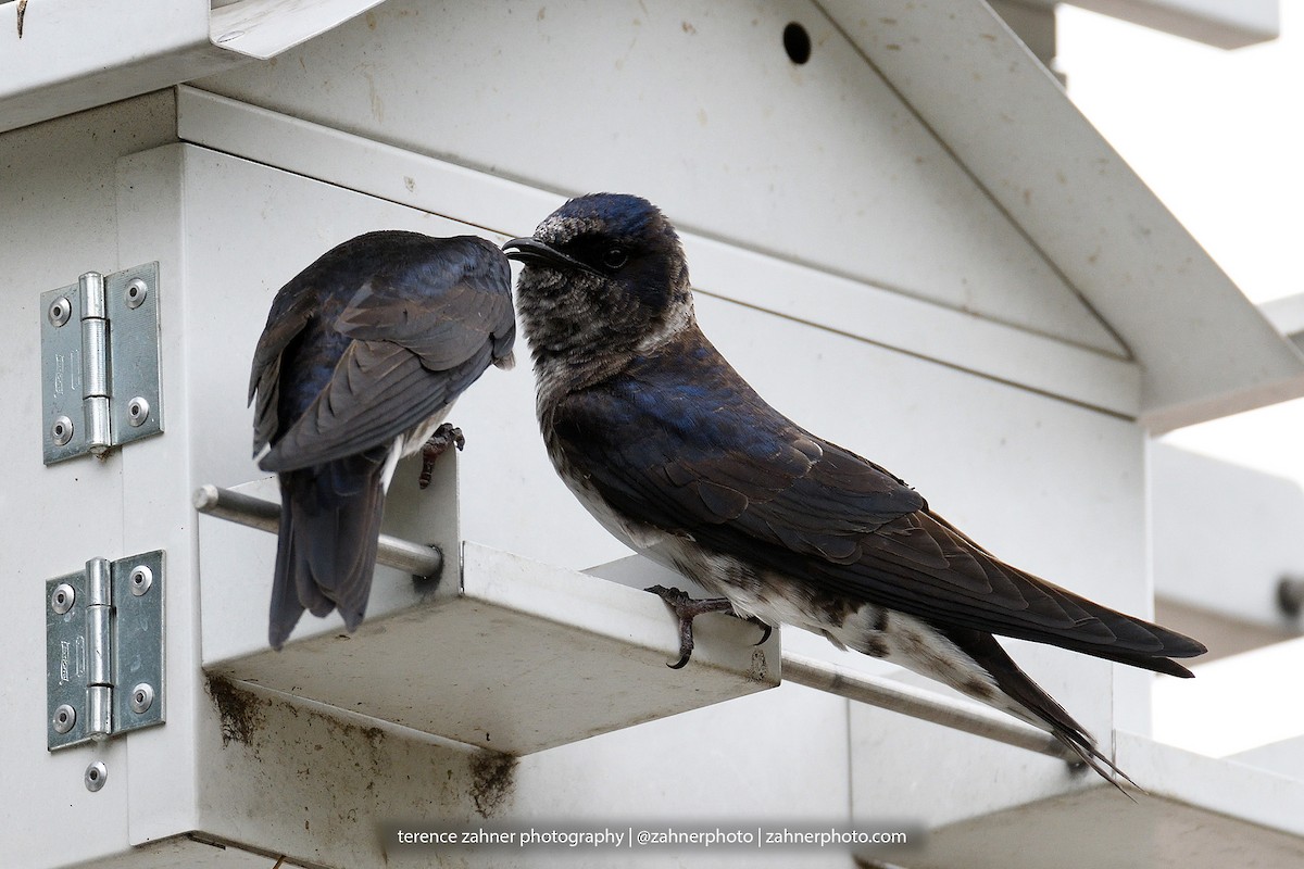 Golondrina Purpúrea - ML60853571