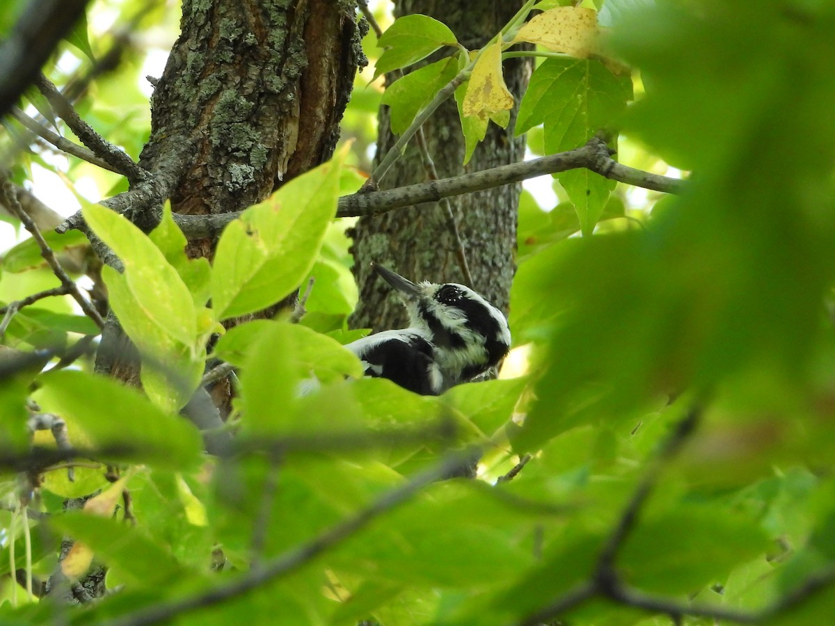 Hairy Woodpecker - ML608535773