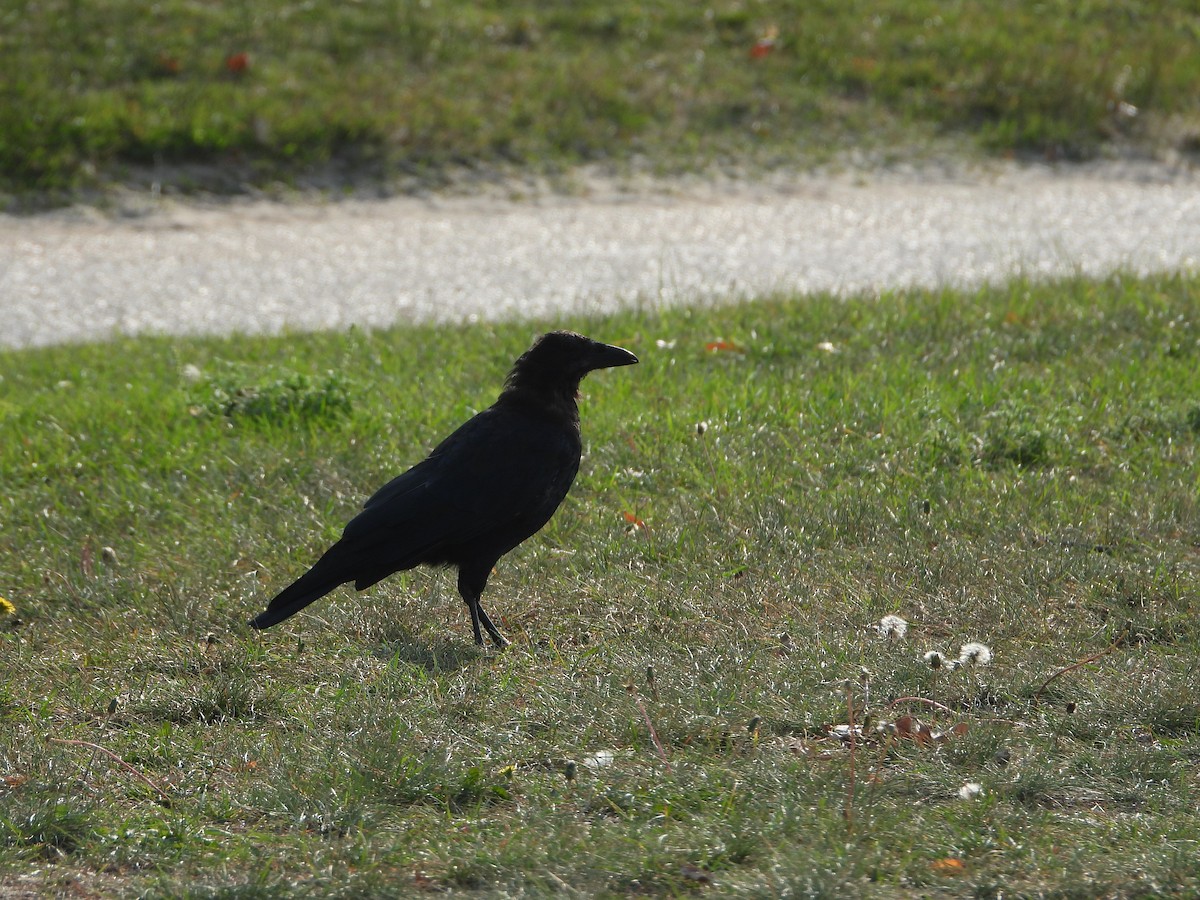 American Crow - ML608535776