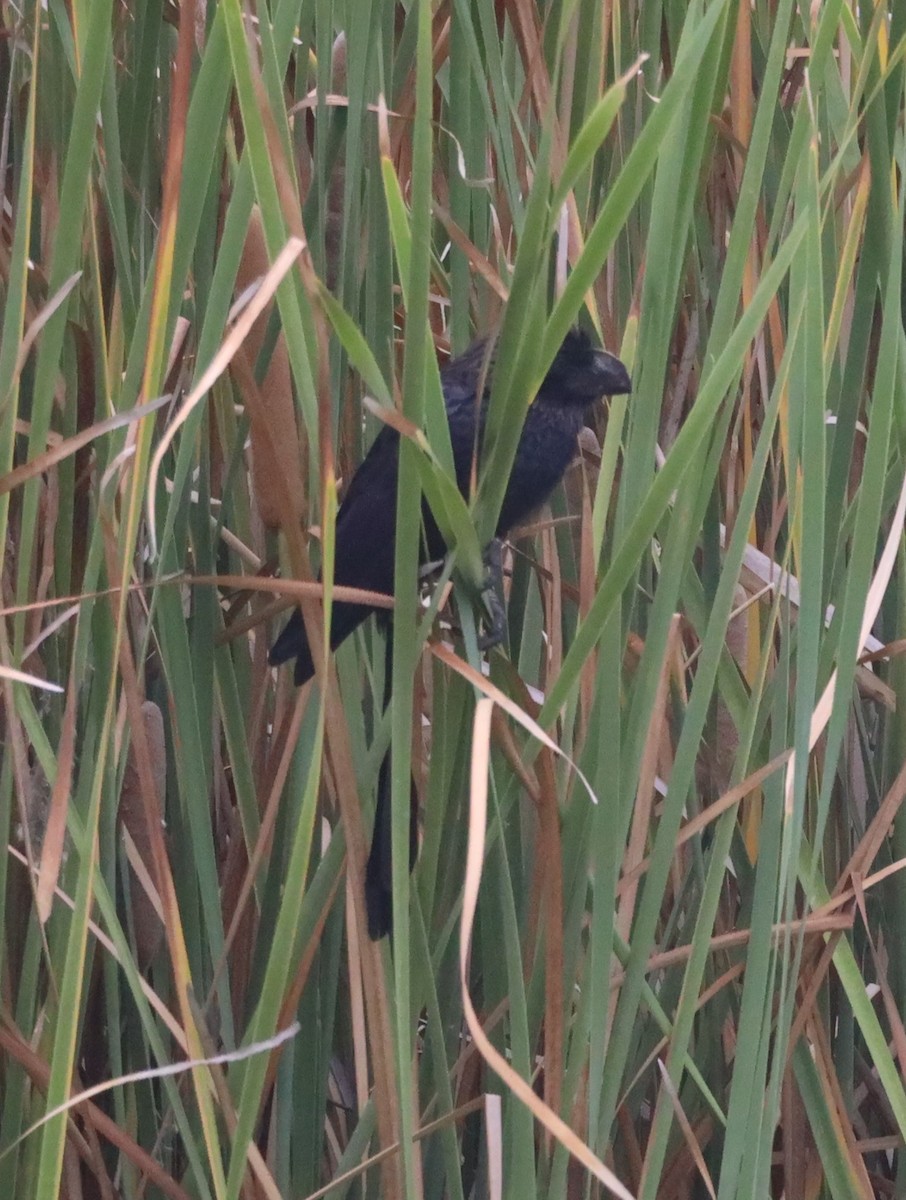 Smooth-billed Ani - ML608535799